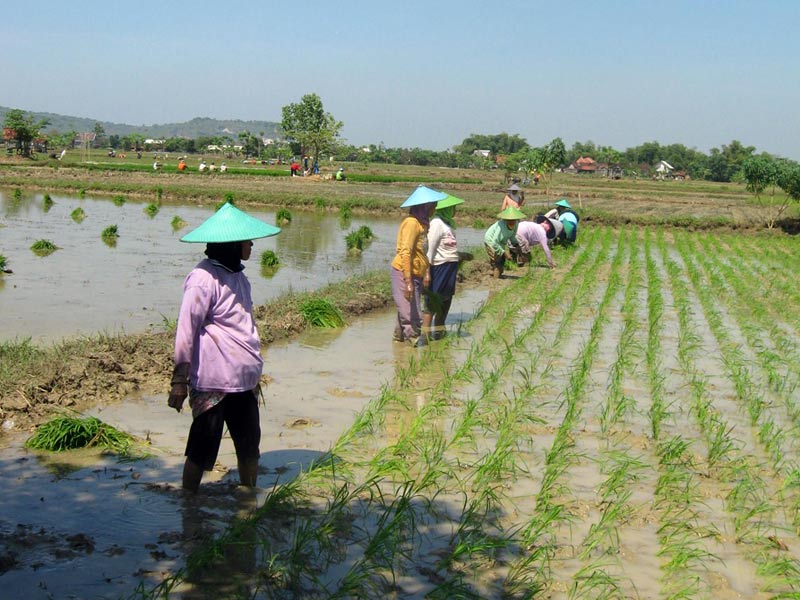 How to Harvest Rice and Intoxicate Mice