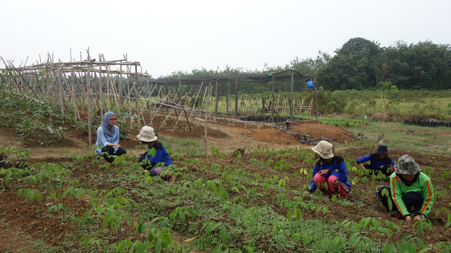 Mapping Out the Unmet Needs of Farmers in Kalimantan and Papua