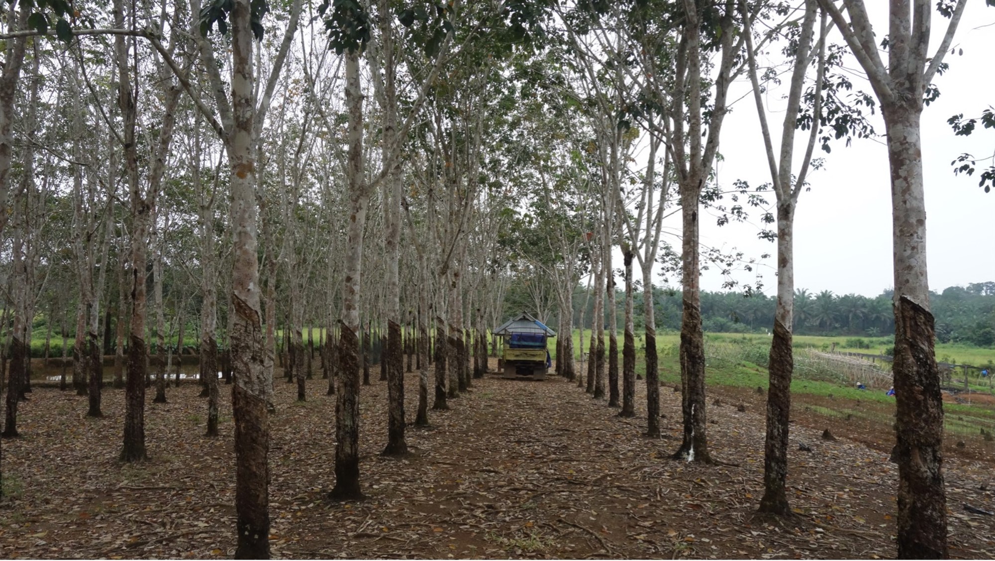 Field Notes from West Kalimantan: The Unmet Needs of Rubber Farmers