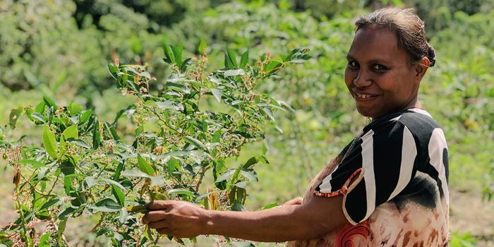 Kopernik Partners with Citi Foundation to Enhance Food Security in Soe, West Timor