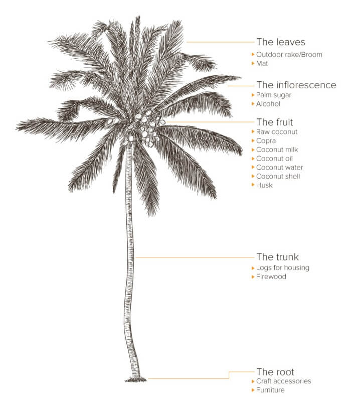 coconut-palm-tree-parts