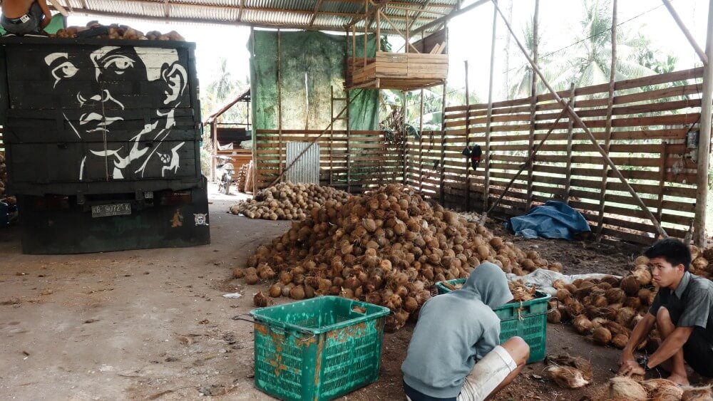 A Tough Nut to Crack: Maximizing Farmer Profits from a Coconut Tree