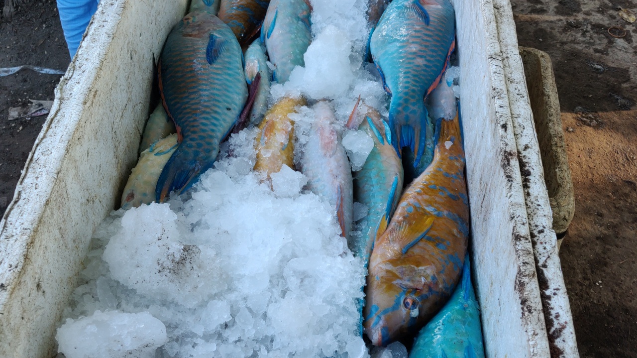 kopernik-improving-fish-preservation-cooling-solutions-for-wholesalers