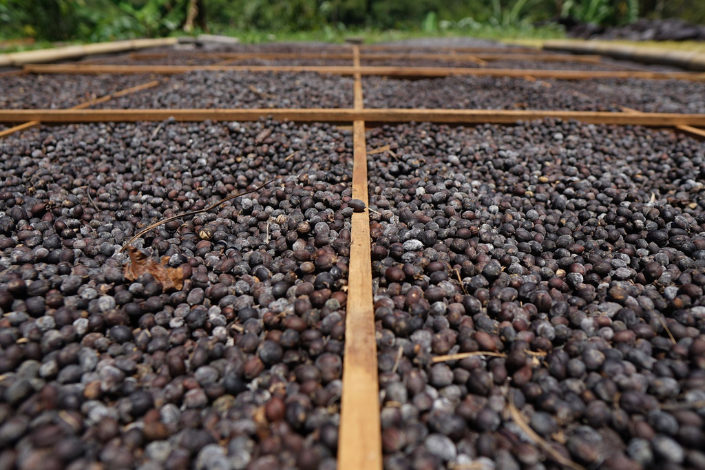Supporting Smallholder Coffee Farmers in Bali: Establishing a Coffee Innovation Hub