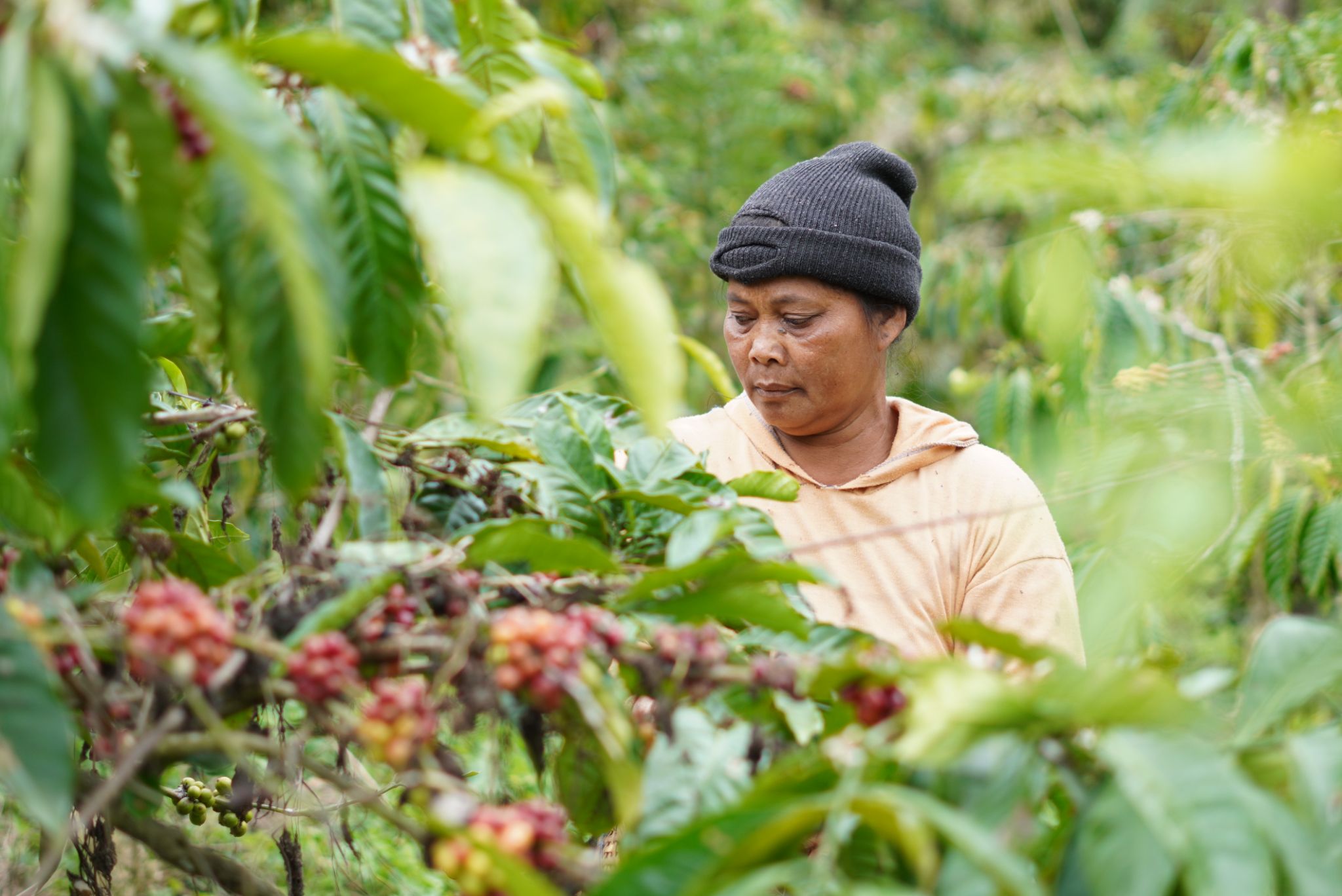 Supporting Smallholder Coffee Farmers in Bali: Capacity Building for Farmers & Youths