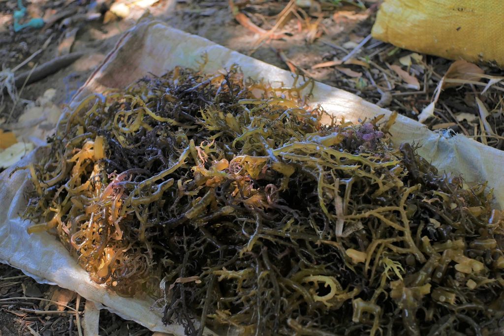 Improving Preservation Solutions: Solar Drying for Seaweed