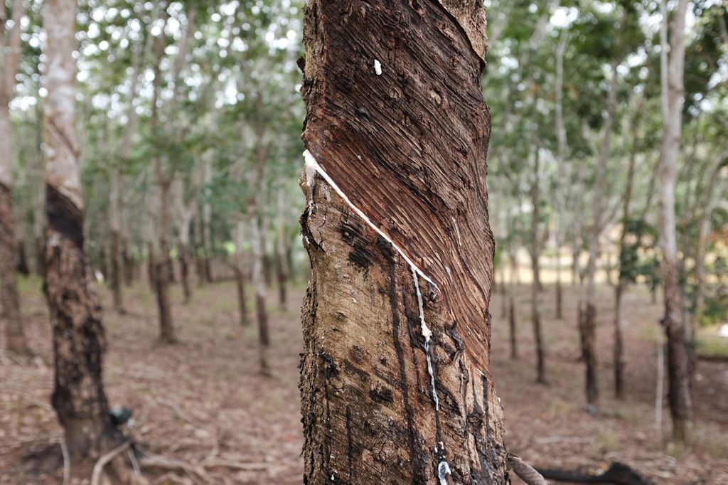 Protecting Harvests: Rubber Tapping Rainguard Phase One