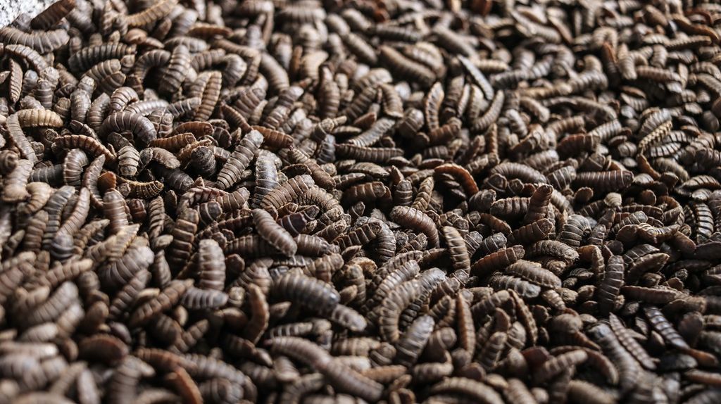 Promoting Sustainable Animal Feed: Black Soldier Fly Larvae Phase One