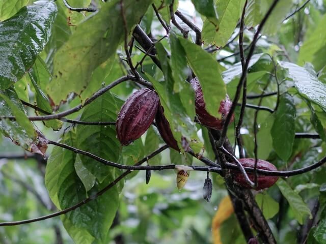 Sustainable Agriculture in West Kalimantan: Assessing Alternative Commodities and Testing Solutions